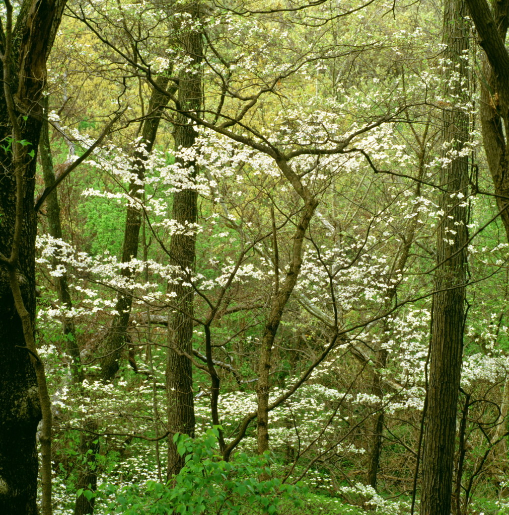 Dogwood Thicket